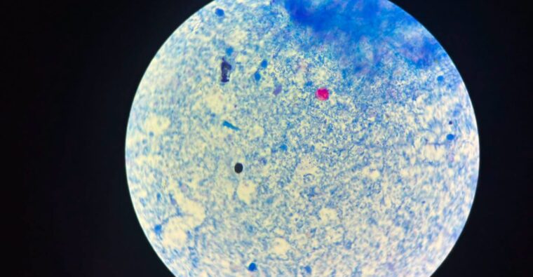 Bacteria en microscopio
