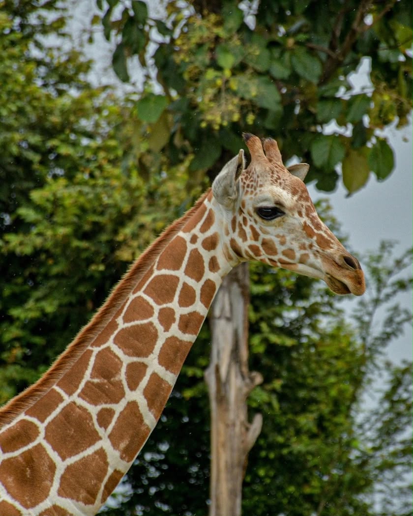 Investigan muerte de jirafa en Zoo de León