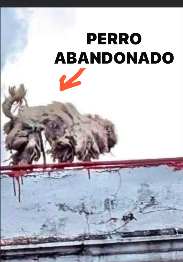 Perro abandonado
