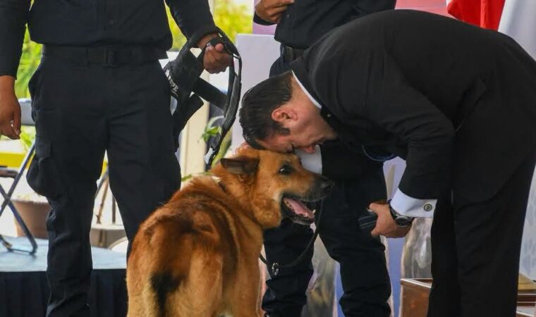Lamenta muerte de perro