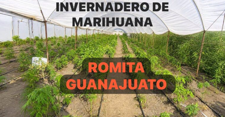 Invernadero con marihuana en Romita