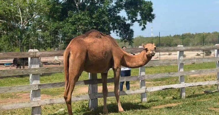 Zoológico clandestino en Tamaulipas