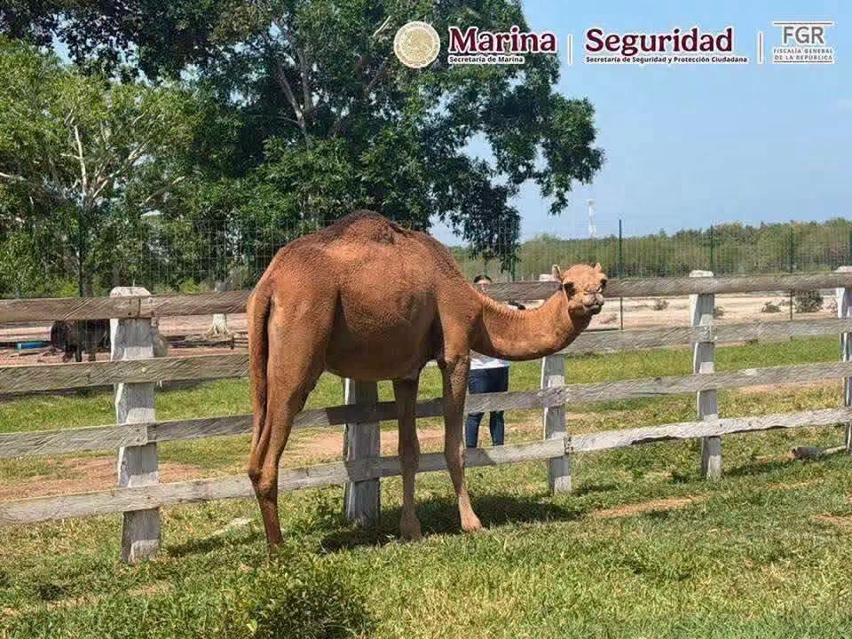 Zoológico clandestino en Tamaulipas