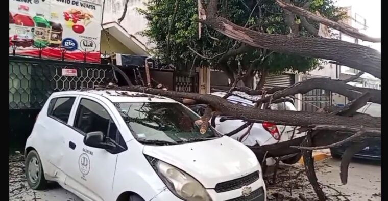 Árbol daña tres vehículos