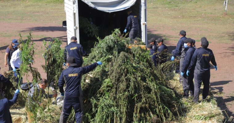 Destruyen dos toneladas de droga asegurada en Romita
