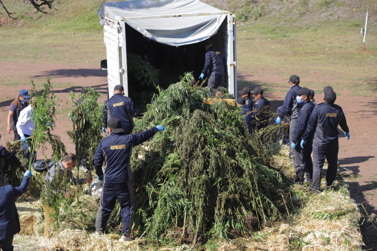 Destruyen dos toneladas de droga asegurada en Romita