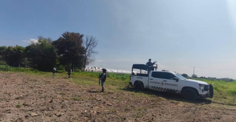 Destruirán droga de Romita