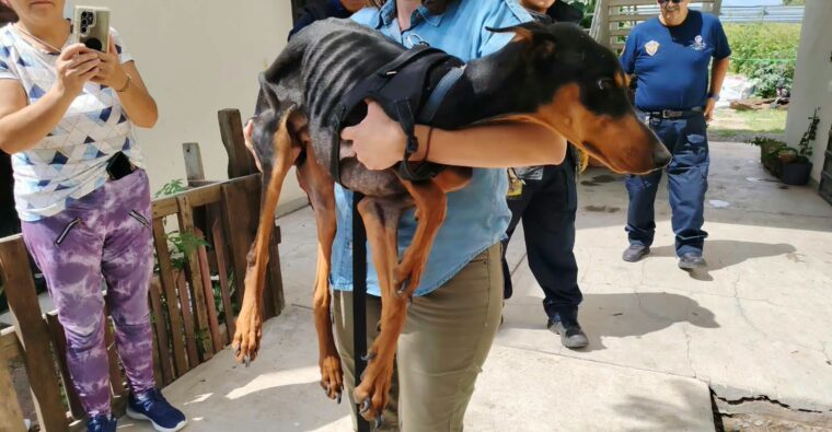 Abandonan a perro