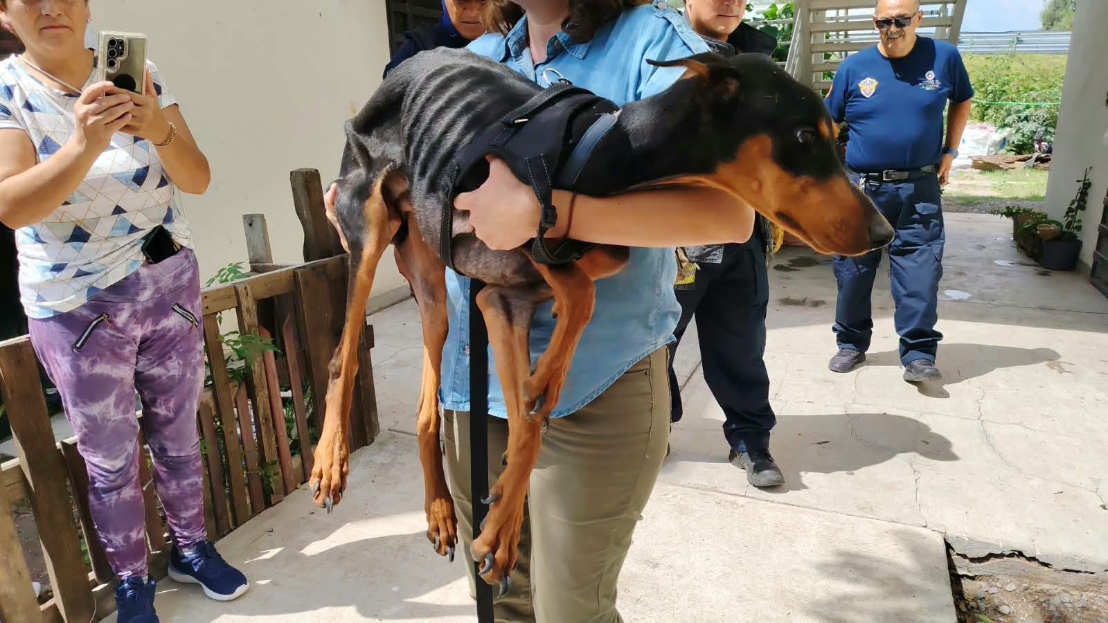 Abandonan a perro