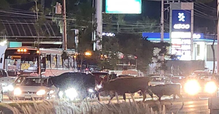 Vacas en ciclovía