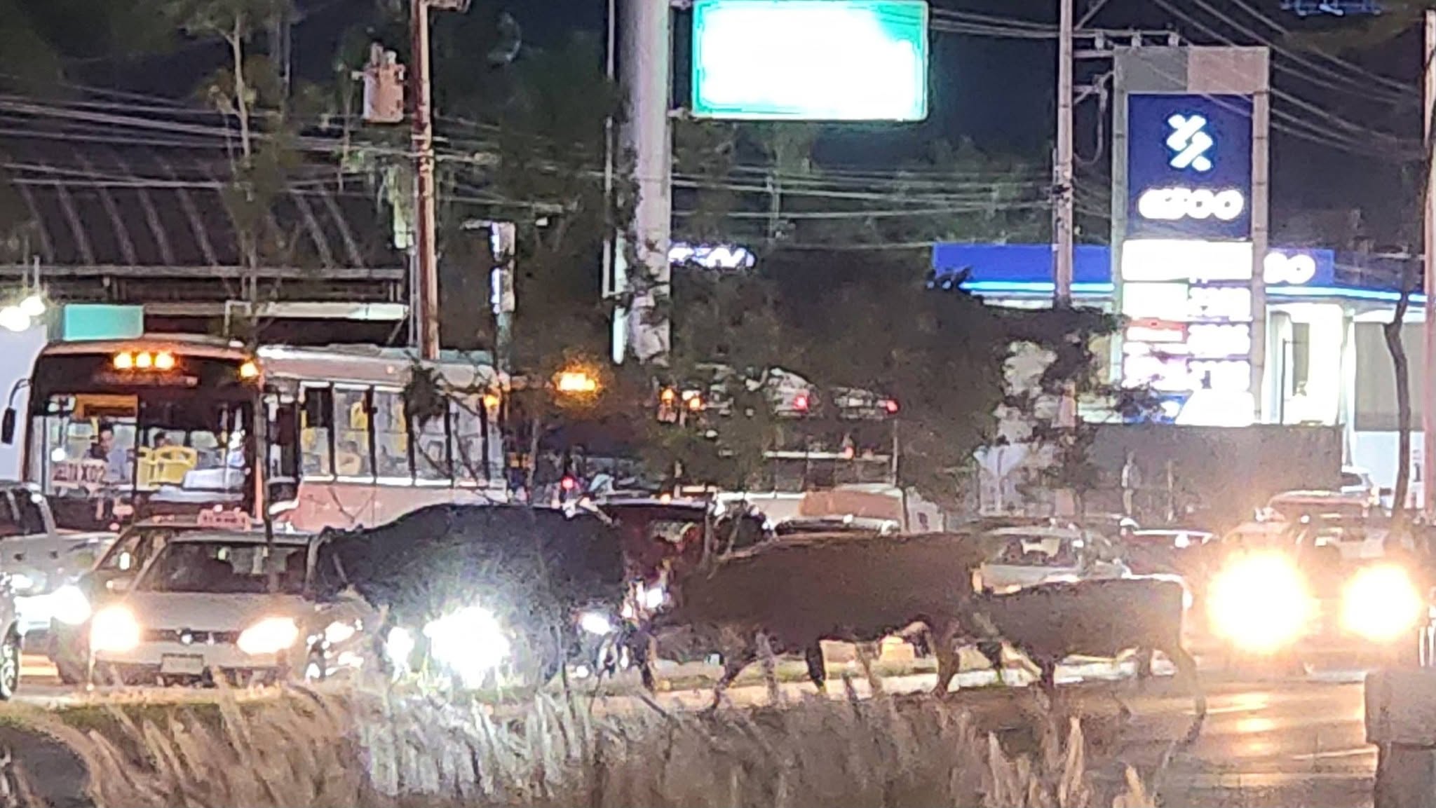 Vacas en ciclovía